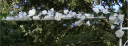 white-detail-pic-04.png