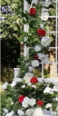 red-detail-pic-04.png